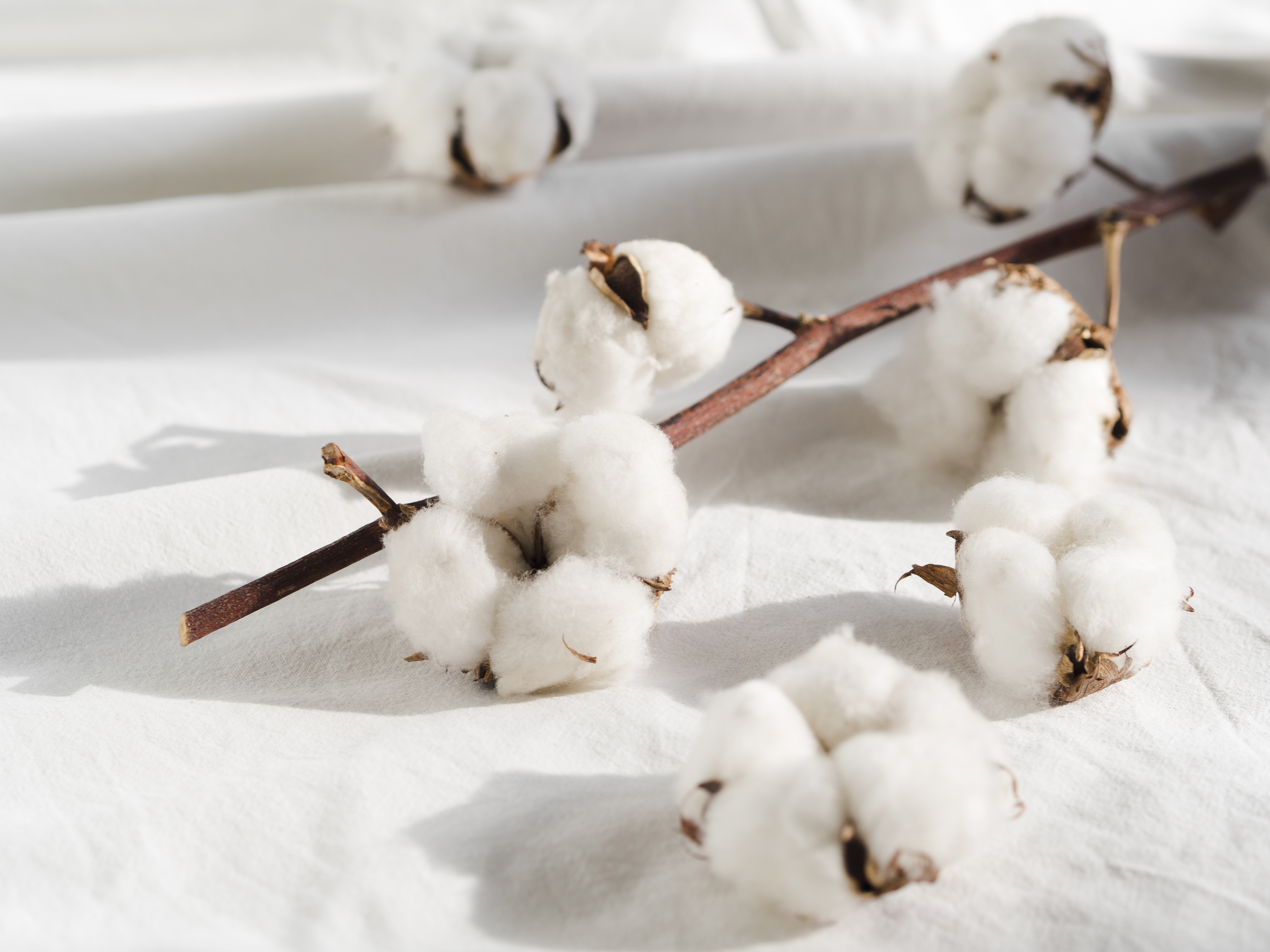 decoration-with-cotton-flowers-white-sheet